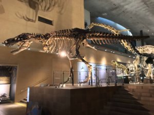 ティラノサウルス“SUE”の全身復元骨格