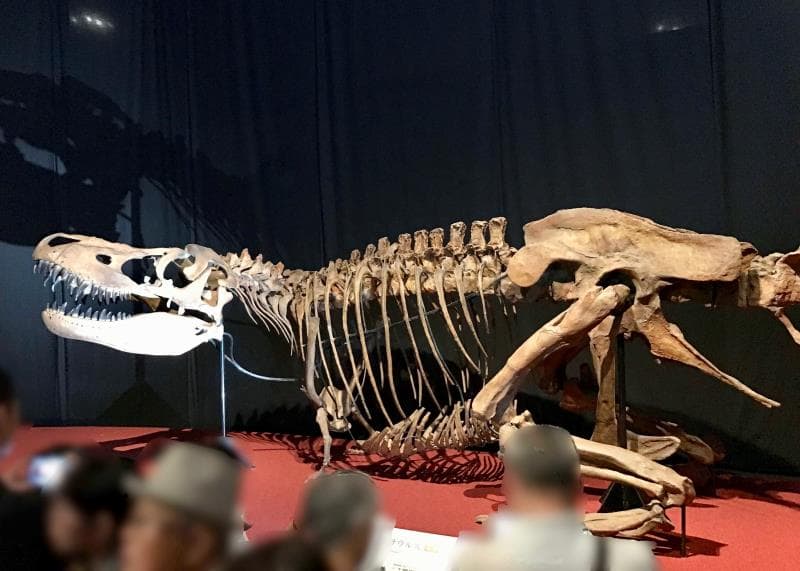 国立科学博物館開催の恐竜博2019の感想・レポート