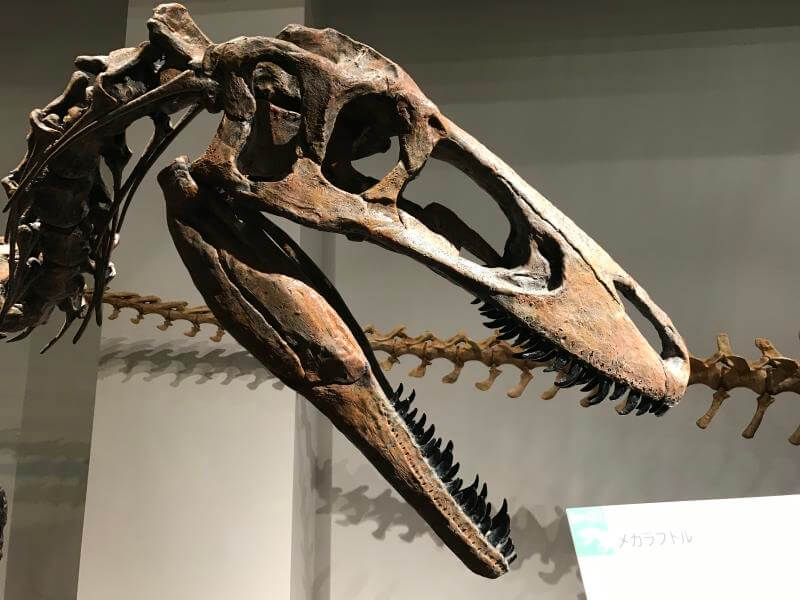 恐竜展レポ肉食恐竜熊本 〜ミフネリュウ発見から年