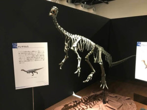熊本の御船町恐竜博物館の肉食恐竜2019のレポート