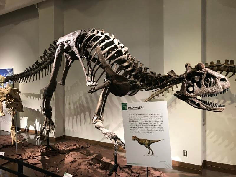 熊本の御船町恐竜博物館の肉食恐竜2019のレポート